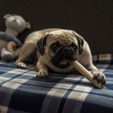 【無添加】安全な犬のおやつ人気ランキング！おすすめ通販メーカー選び方