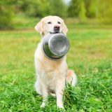 犬の癌予防にいいとされる食べ物＆食事療法！療養食に良い食材と正しい対策とは