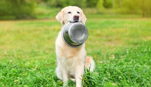 犬の癌予防にいいとされる食べ物＆食事療法！療養食に良い食材と正しい対策とは