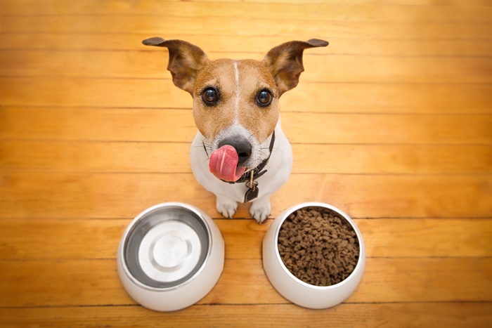 犬に必要な栄養は足りてる？摂りすぎるとよくない栄養素と管理のポイント