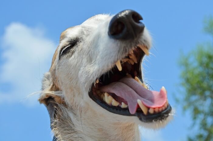 2.腸内環境が原因の犬の口臭対策
