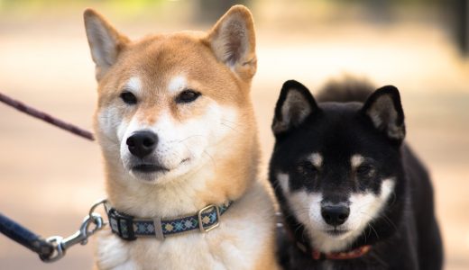 柴犬のドッグフード人気ランキング!評判が良いおすすめの餌の選び方