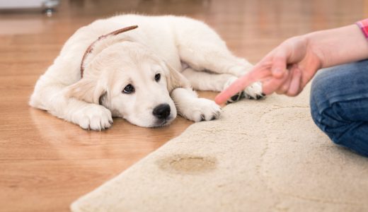 犬の尿漏れサプリメントのおすすめは？お漏らしの原因と正しい尿失禁対策