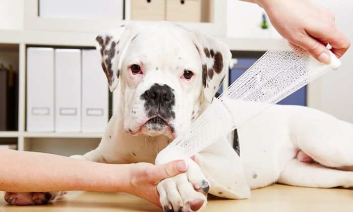 犬の関節トラブルは関節炎と膝蓋骨脱臼症候群