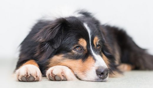 犬の認知症予防サプリメントでおすすめは？ペットのボケ防止効果を比較！