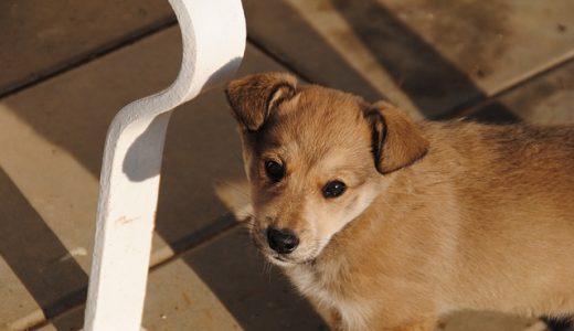 犬用の涙やけサプリメントのおすすめは？流涙症の原因と治し方・改善方法