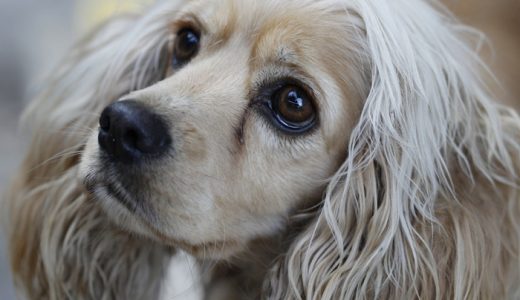 犬の涙やけ改善におすすめの香料・着色料不使用ドッグフードランキング！犬の餌で対策