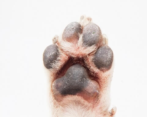 犬の肉球の役割とケア方法とは？色の変化やひび割れ･腫れの原因