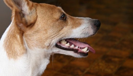 犬も虫歯になる？歯周病の原因と対策！予防におすすめドッグフードランキング