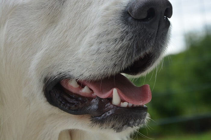 犬の歯は本来は真っ白