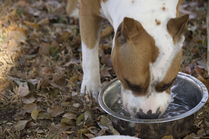 犬の便秘対策で水分補給！しっかりと水を飲ませよう