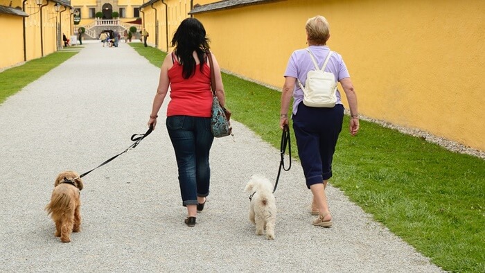 犬の散歩の適切な時間は犬によって違う!時間帯･内容･距離･マナーとは