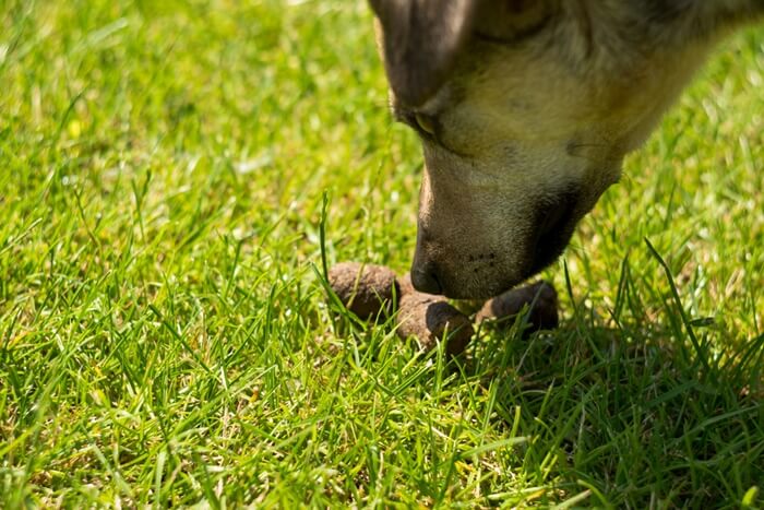 犬の食糞対策サプリおすすめ比較ランキング！なぜ犬はウンチを食べるのか
