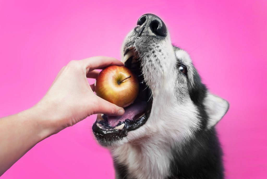 【保存版】犬が食べても良い食べ物とダメな食べ物完全ガイド