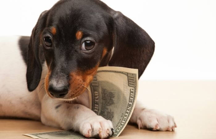 犬を飼うのにいくら必要？1日、月、年間、生涯にかかる費用を計算してみた