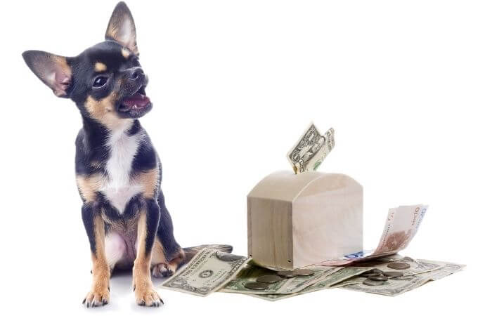 犬を飼うのにいくら必要？1日、月、年間、生涯にかかる費用を計算してみた